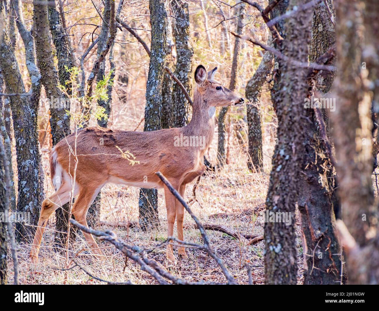 Closeup shot white tailed deer hi-res stock photography and images - Alamy