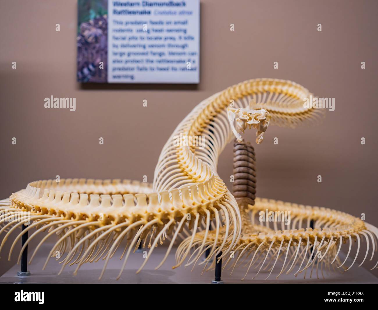 Skeletal System Of A Snake