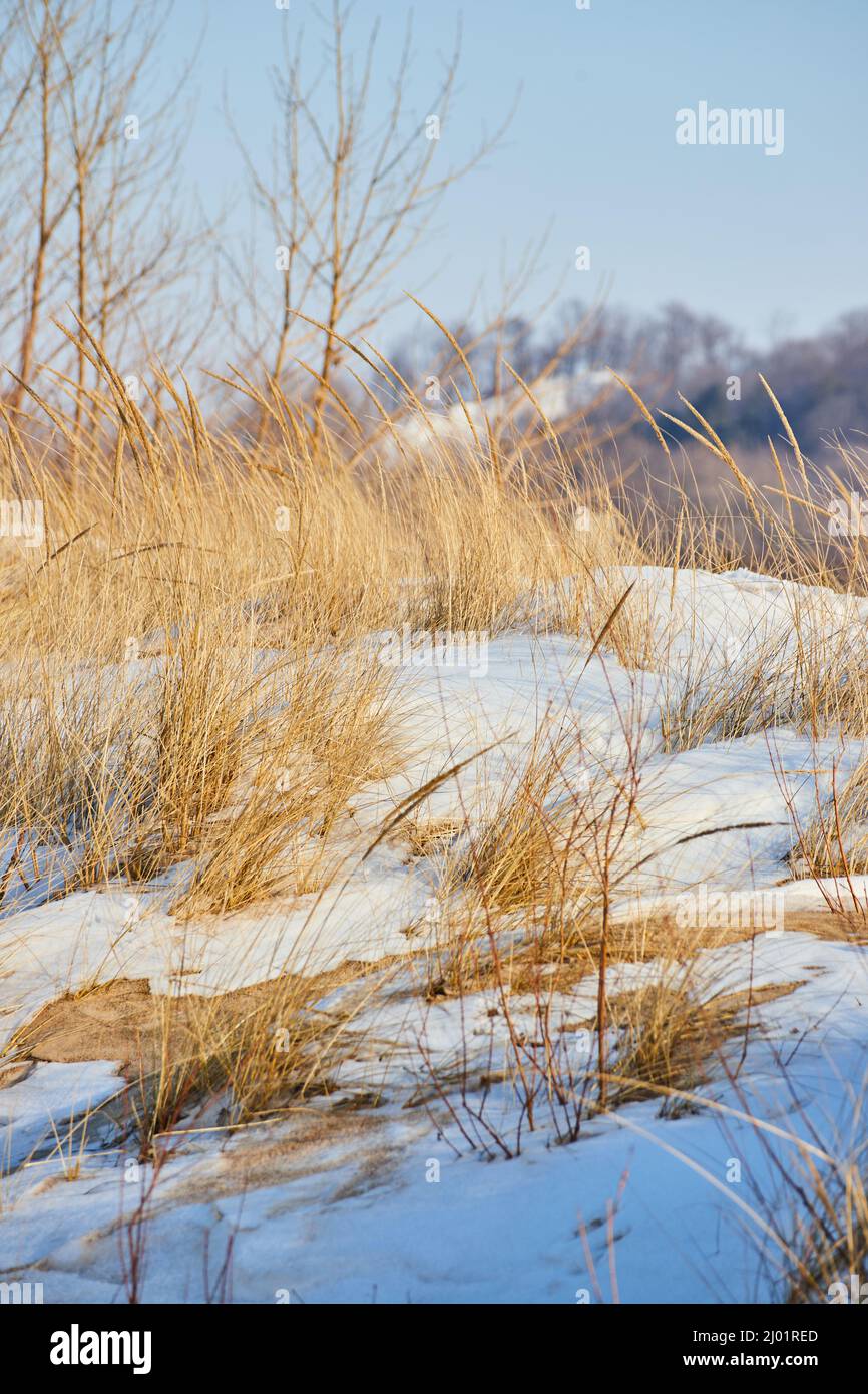 Grasses and sand dunes in Michigan covered in snow during winter Stock ...