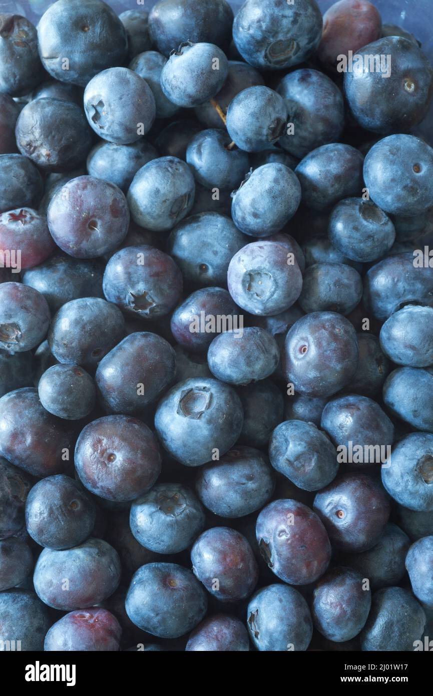 Blueberries (Vaccinium sp.) Stock Photo