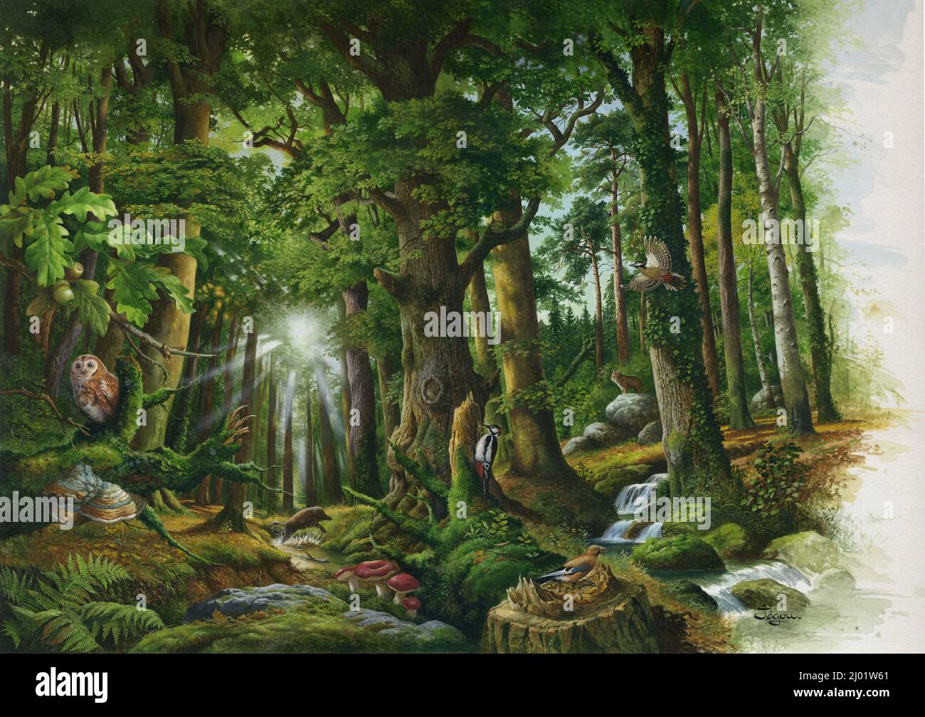 Forest floor and fauna, illustration Stock Photo Alamy
