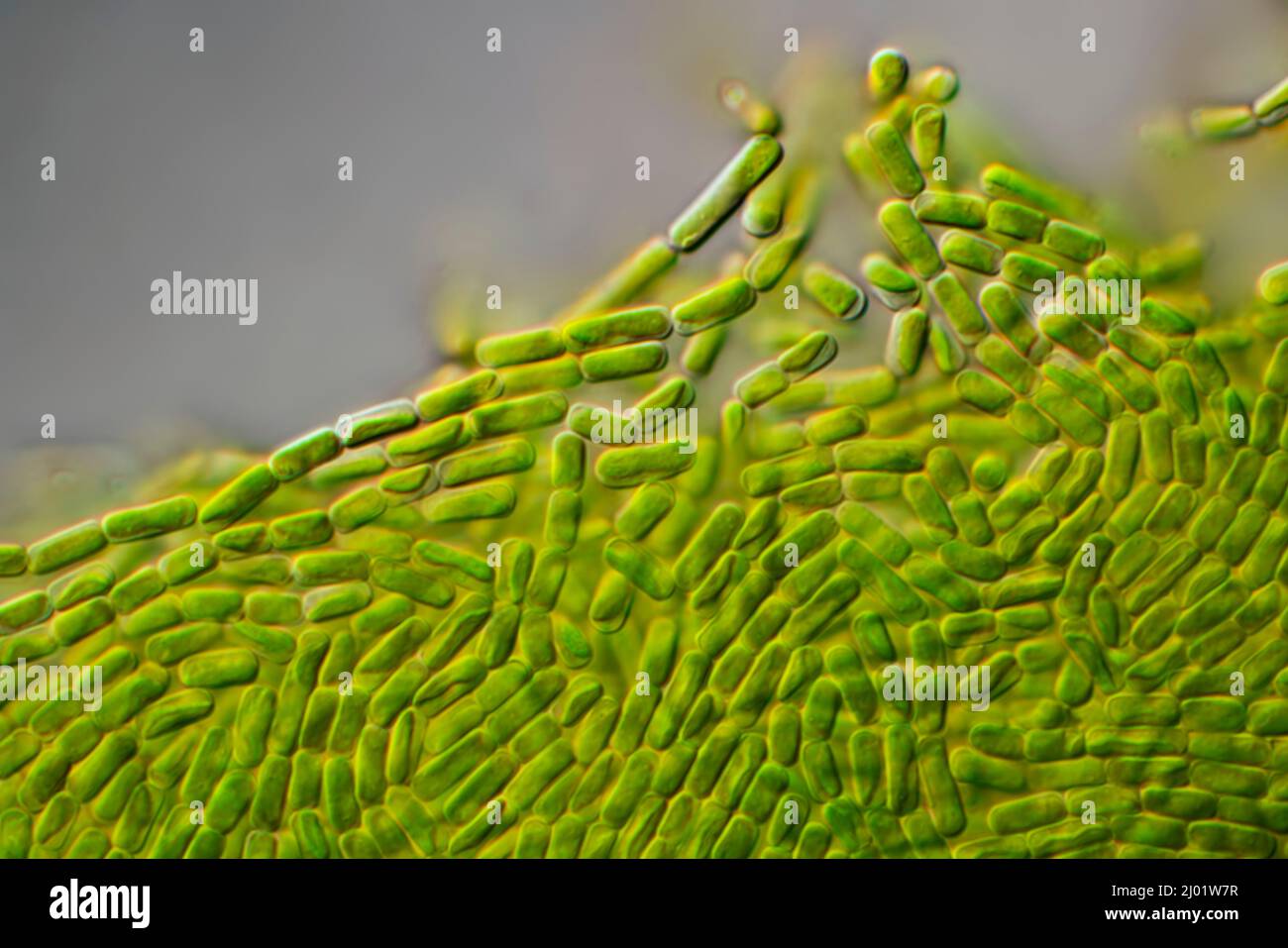 Stichococcus sp, algae, light micrograph Stock Photo - Alamy