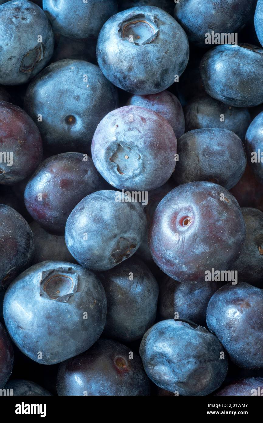 Blueberries (Vaccinium sp.) Stock Photo