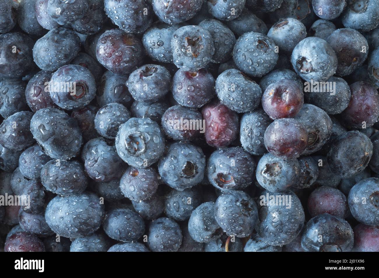Raindrops on Blueberries (Vaccinium sp.) Stock Photo