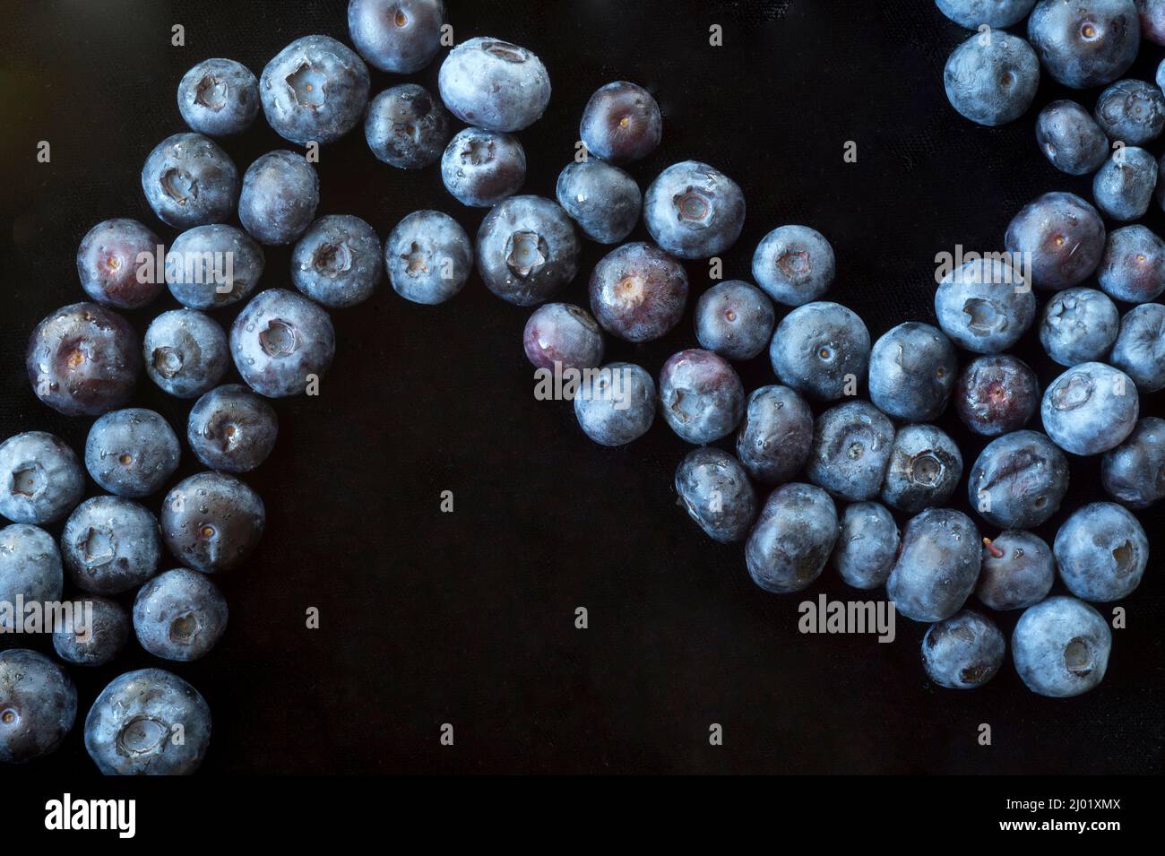 Raindrops on Blueberries (Vaccinium sp.) Stock Photo