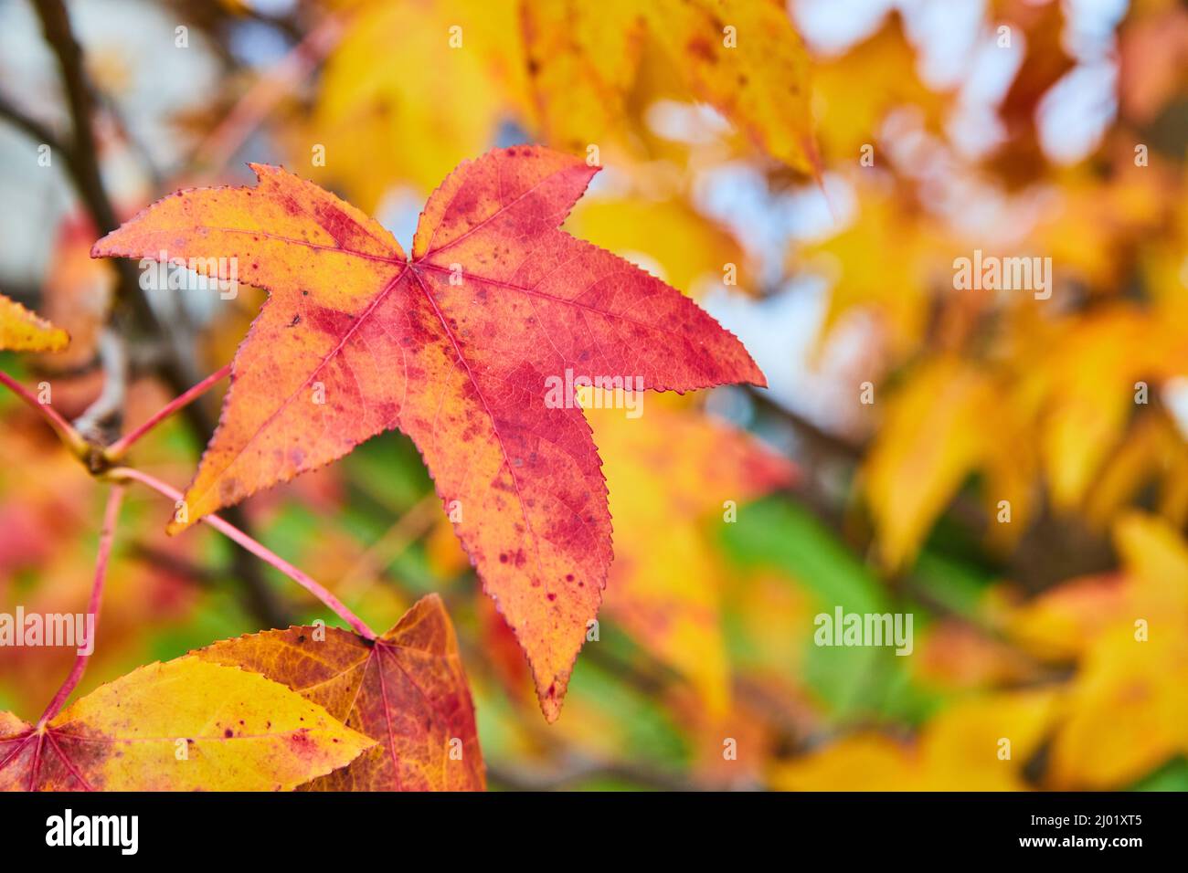 Detail of vibrant fall leaf on tree of reds and yellows Stock Photo