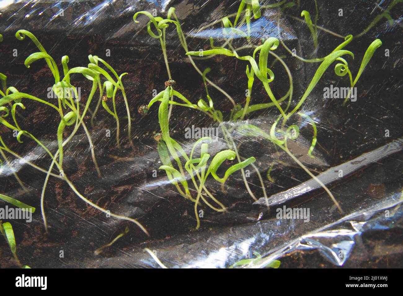 Seedlings under a transparent film. Germinated seeds in a greenhouse
