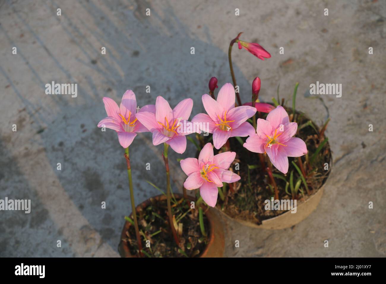 Zephyranthes grandiflora ,This is one kind of giant rain lily . Commonly known as pink rain lily ,rain flower ,Zephyr lily, z.grandiflora ,Z,rosea etc. Stock Photo