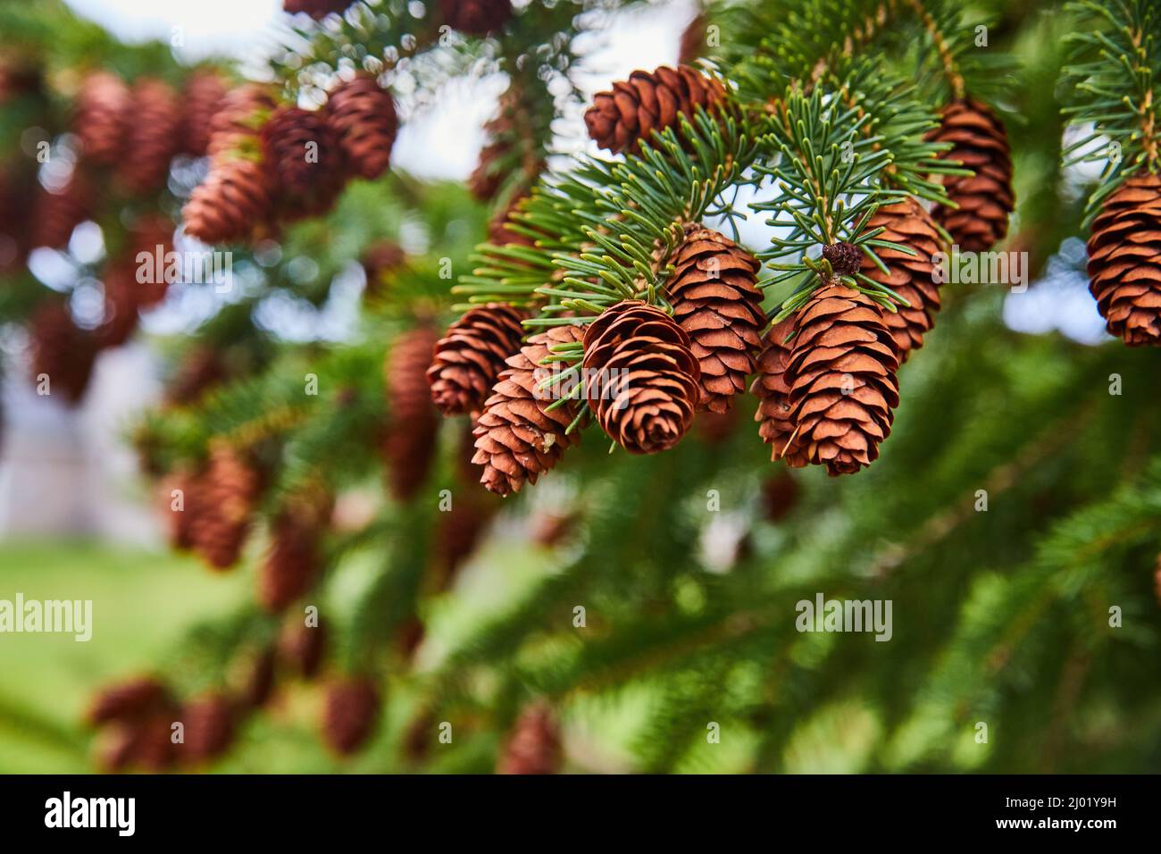 Pine tree detail covered in pinecones Stock Photo