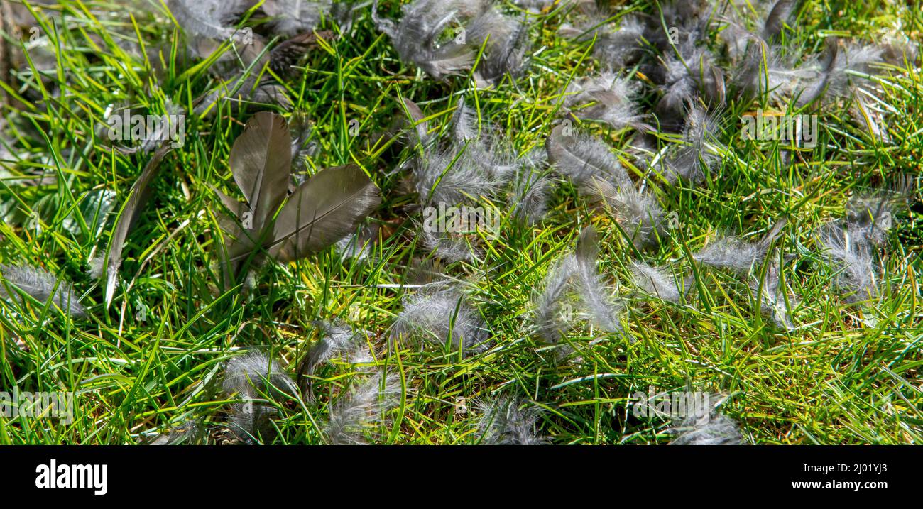 Feathers of Eurasian Blackbird scattered on grass in the garden. Bird caught by predator. Stock Photo
