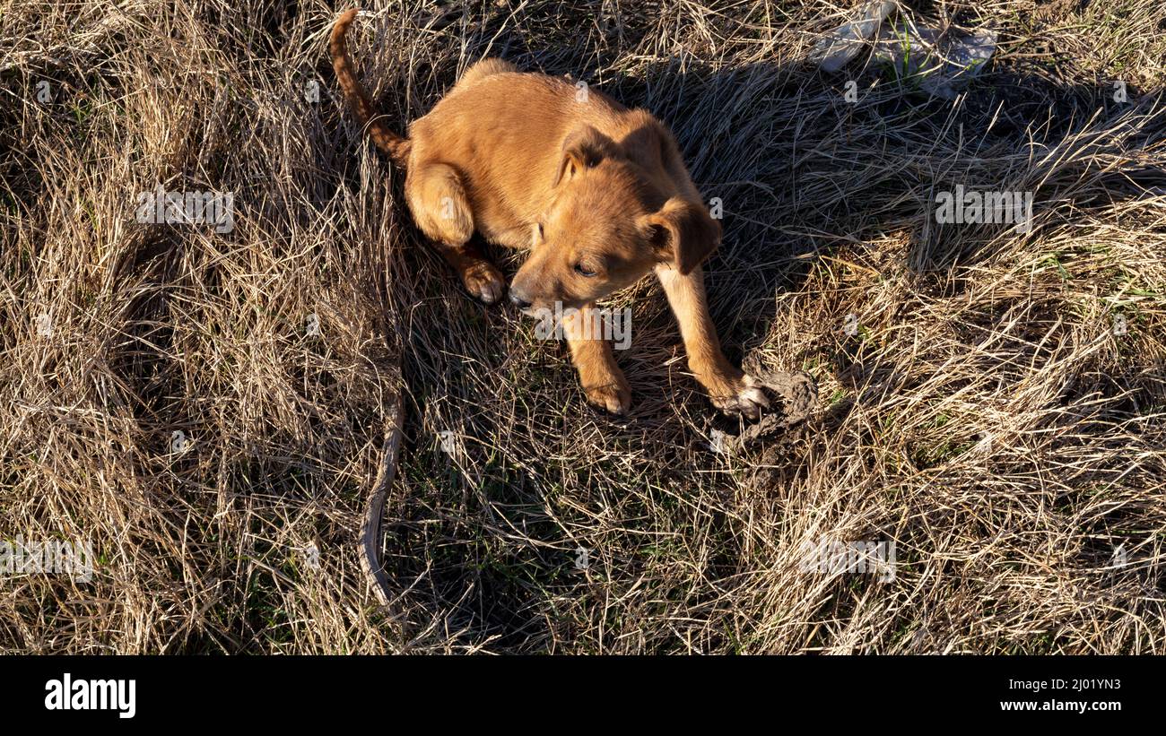 A stray puppy dog sitting on a grass Stock Photo - Alamy
