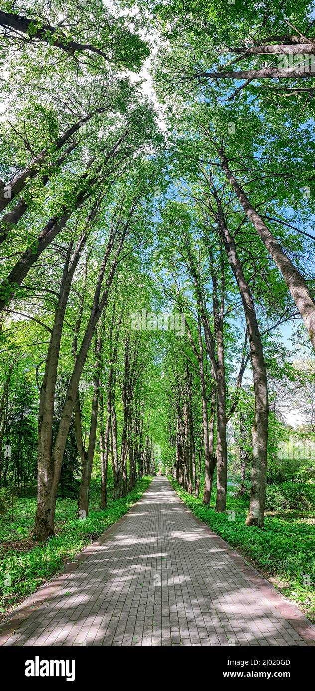 empty footpath in spring green park at sunny day. vertical panorama ...