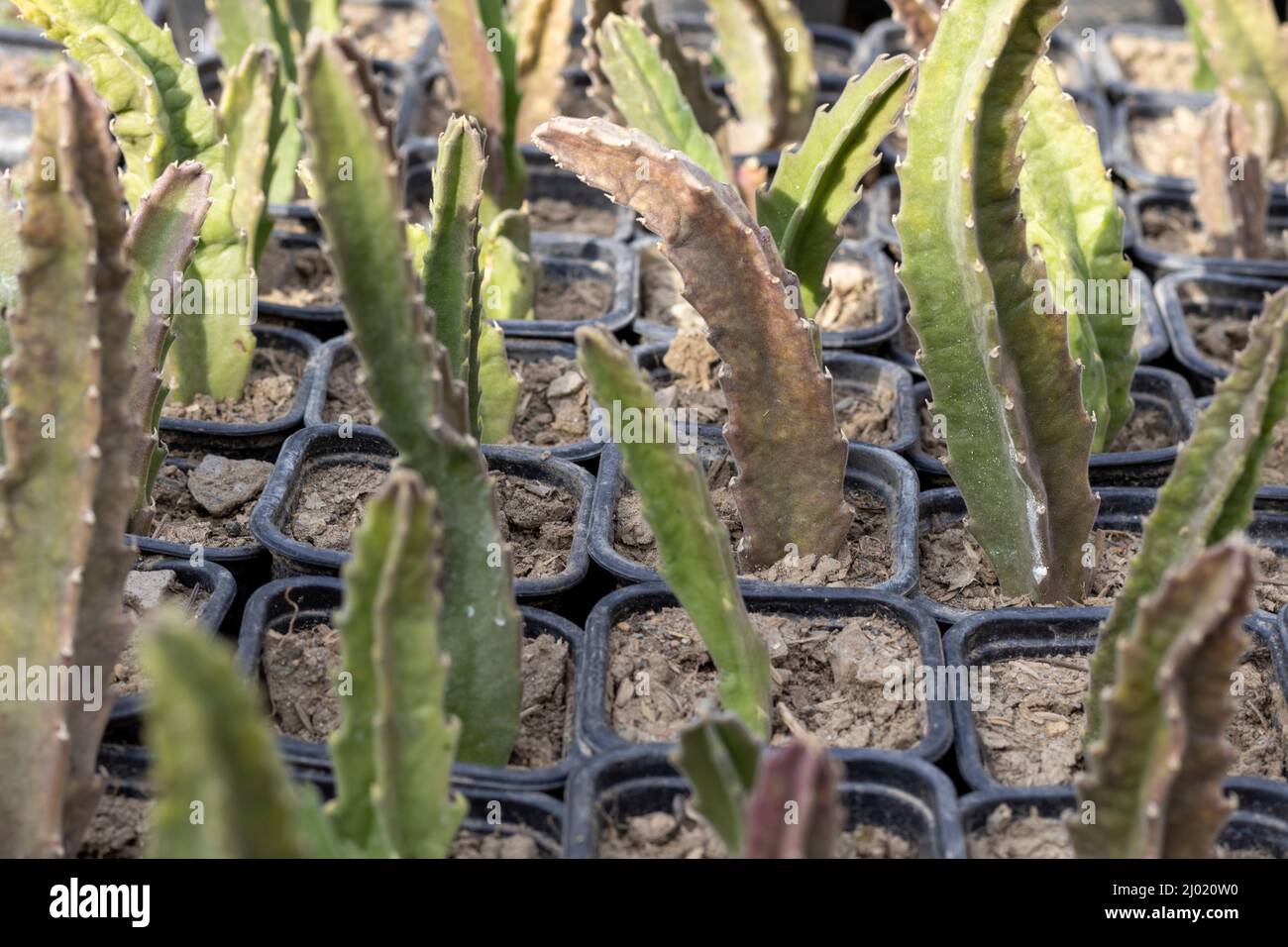 Growing stepelia plants in a plastic containers Stock Photo Alamy