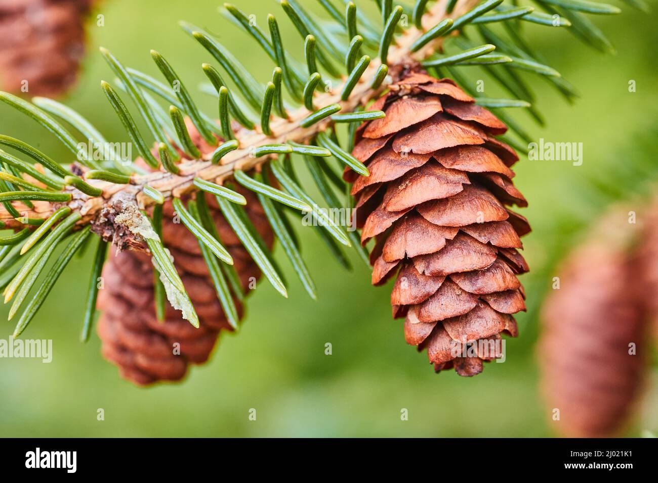 Macro of two pinecones on pine tree branch Stock Photo