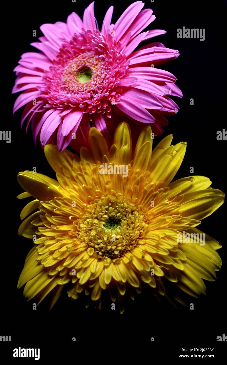 Snap of flower in black background Stock Photo