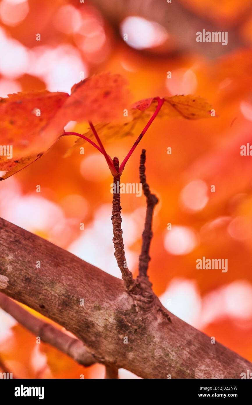Up close on tree branch in peak fall season with red and orange leaves Stock Photo