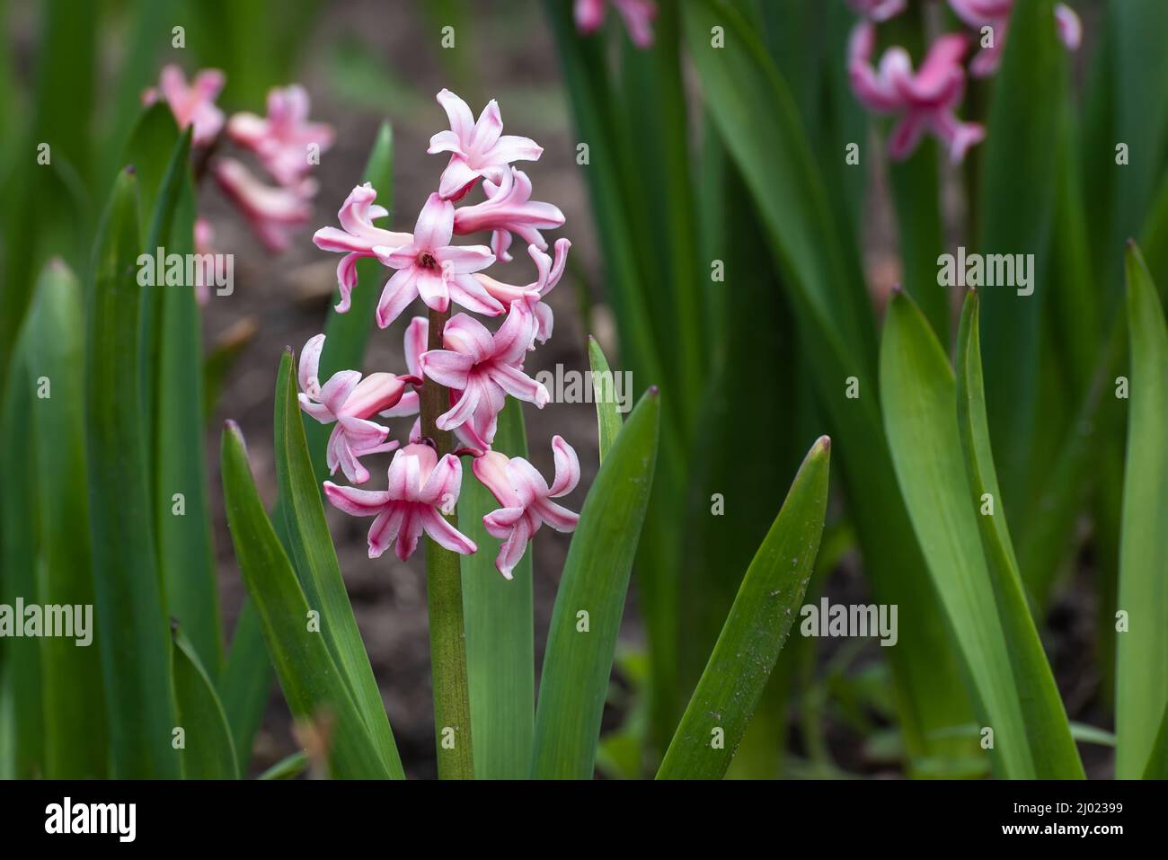 Beautiful pink hyacinth (Hyacinthus) flower with green leaves on a flowerbed in the garden in spring Stock Photo