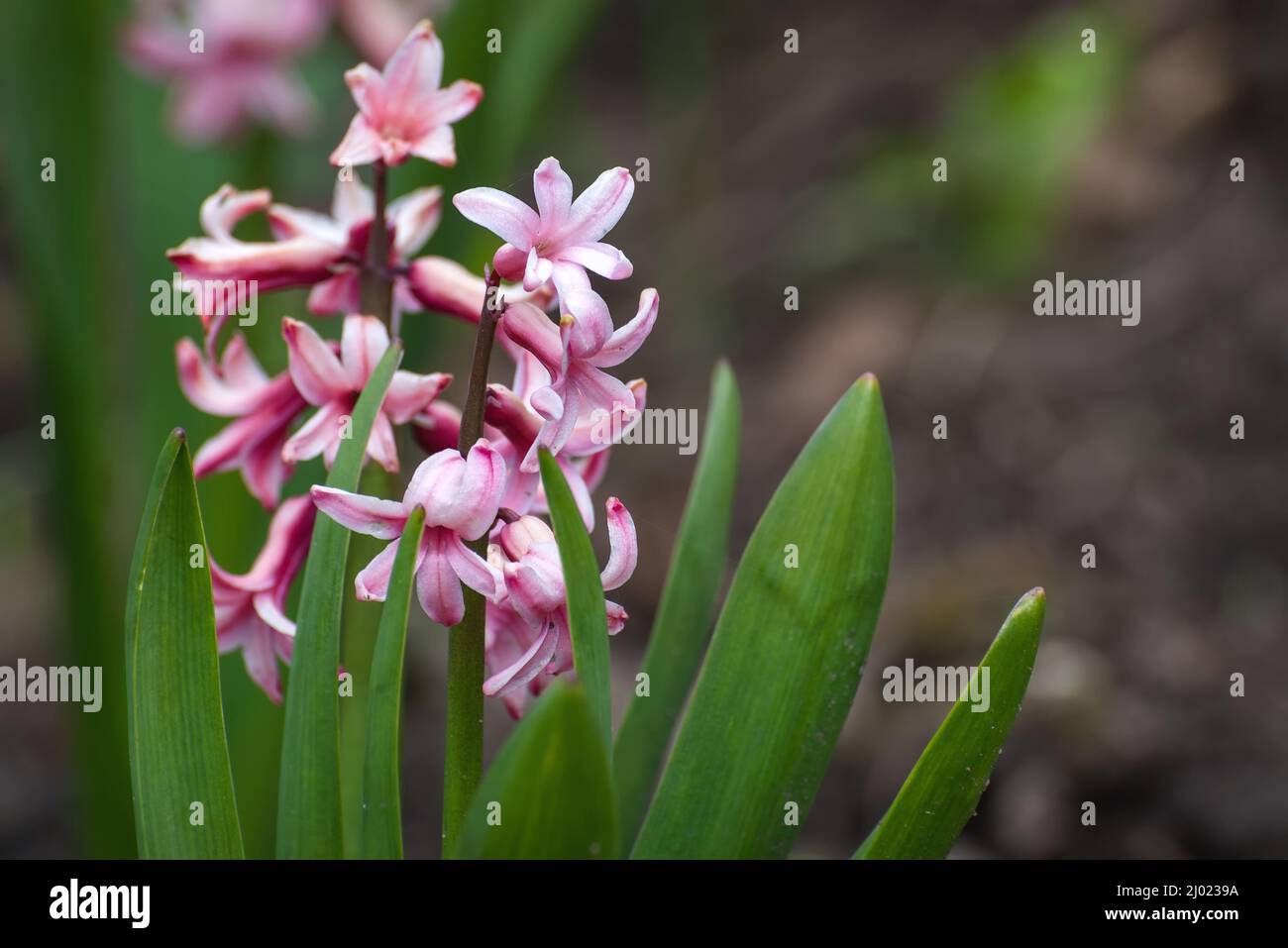 Beautiful pink hyacinth (Hyacinthus) flower with green leaves on a flowerbed in the garden in spring Stock Photo