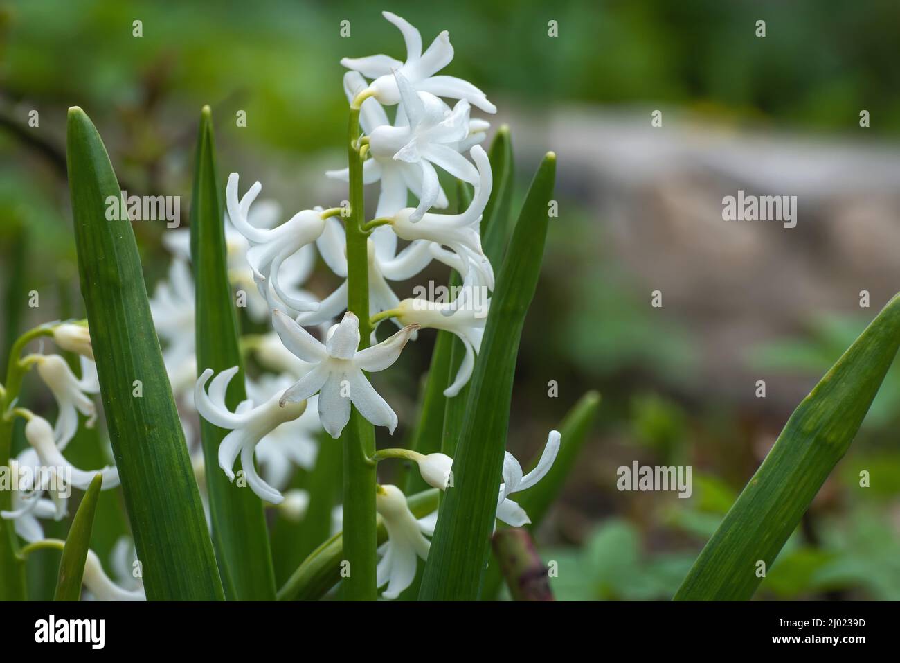 Beautiful white hyacinth (Hyacinthus) flower with green leaves on a flowerbed in the garden in spring Stock Photo