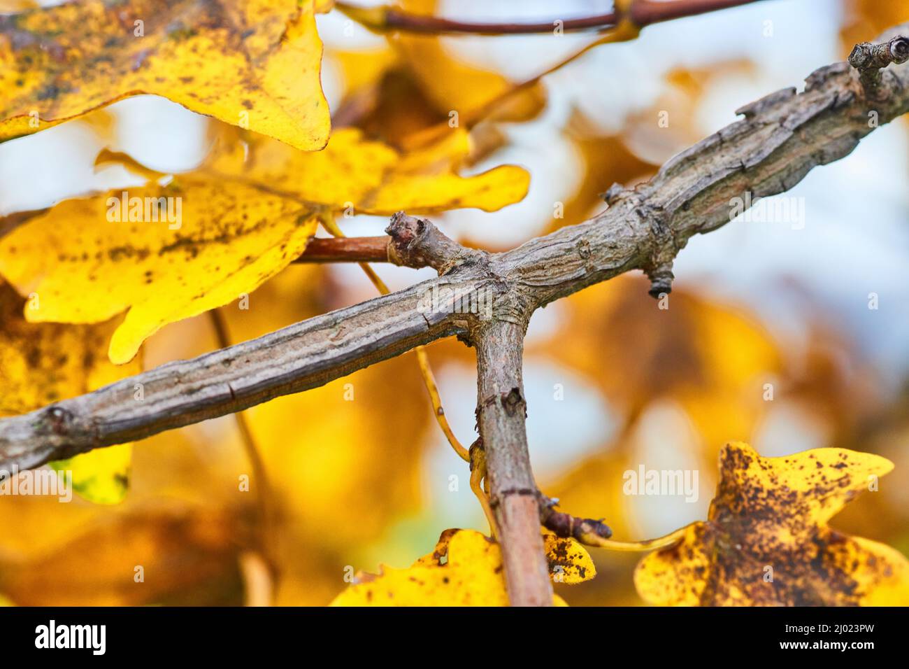 Yellow leaf fall branch on tree Stock Photo