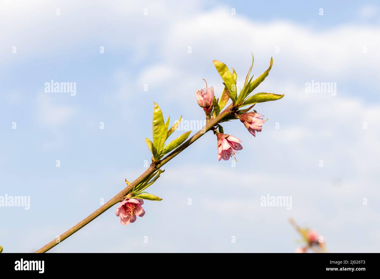 Peach tree branch with flowers Stock Photo