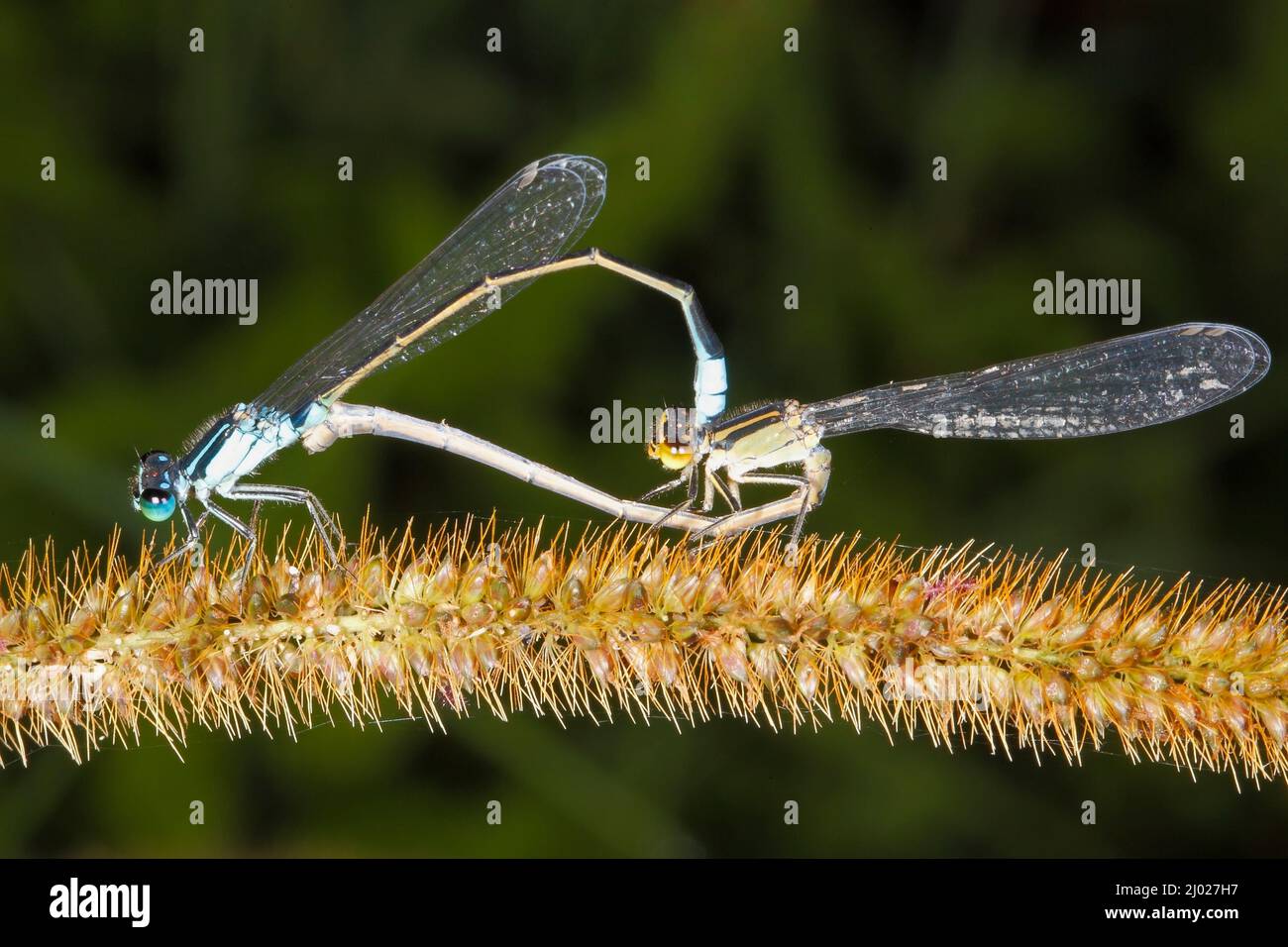 Common Bluetail Damselfly, Ischnura heterosticta. Mating pair in wheel position, male above, female below on a grass seed head. Coffs Harbour, NSW, Au Stock Photo
