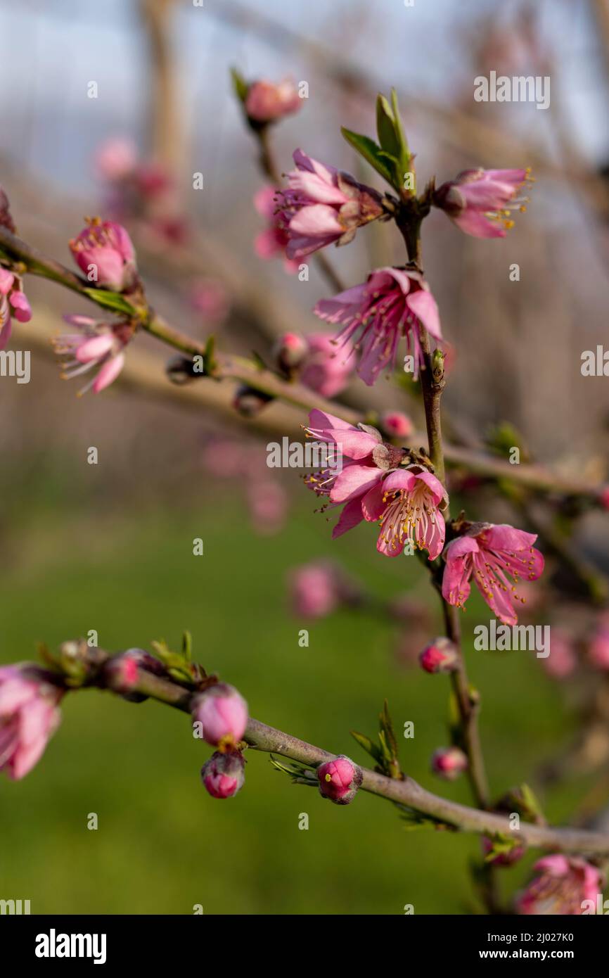 Peach blossoms tree hires stock photography and images Alamy