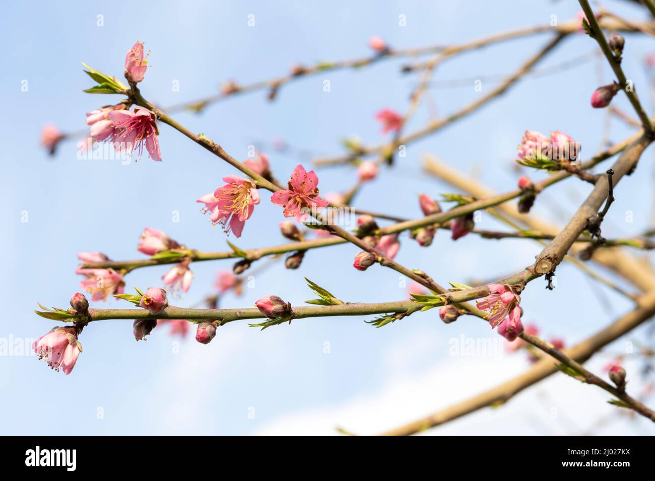 Peach tree branch full with flowers in spring Stock Photo - Alamy