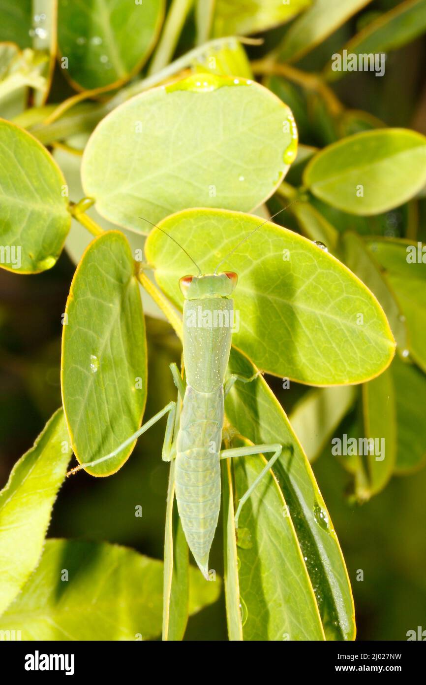 Praying Mantis. Garden Mantid, Orthodera ministralis. Also known as