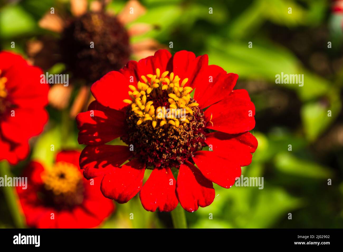 Beautiful natural flowers in the garden. Detail photo of flower Stock ...