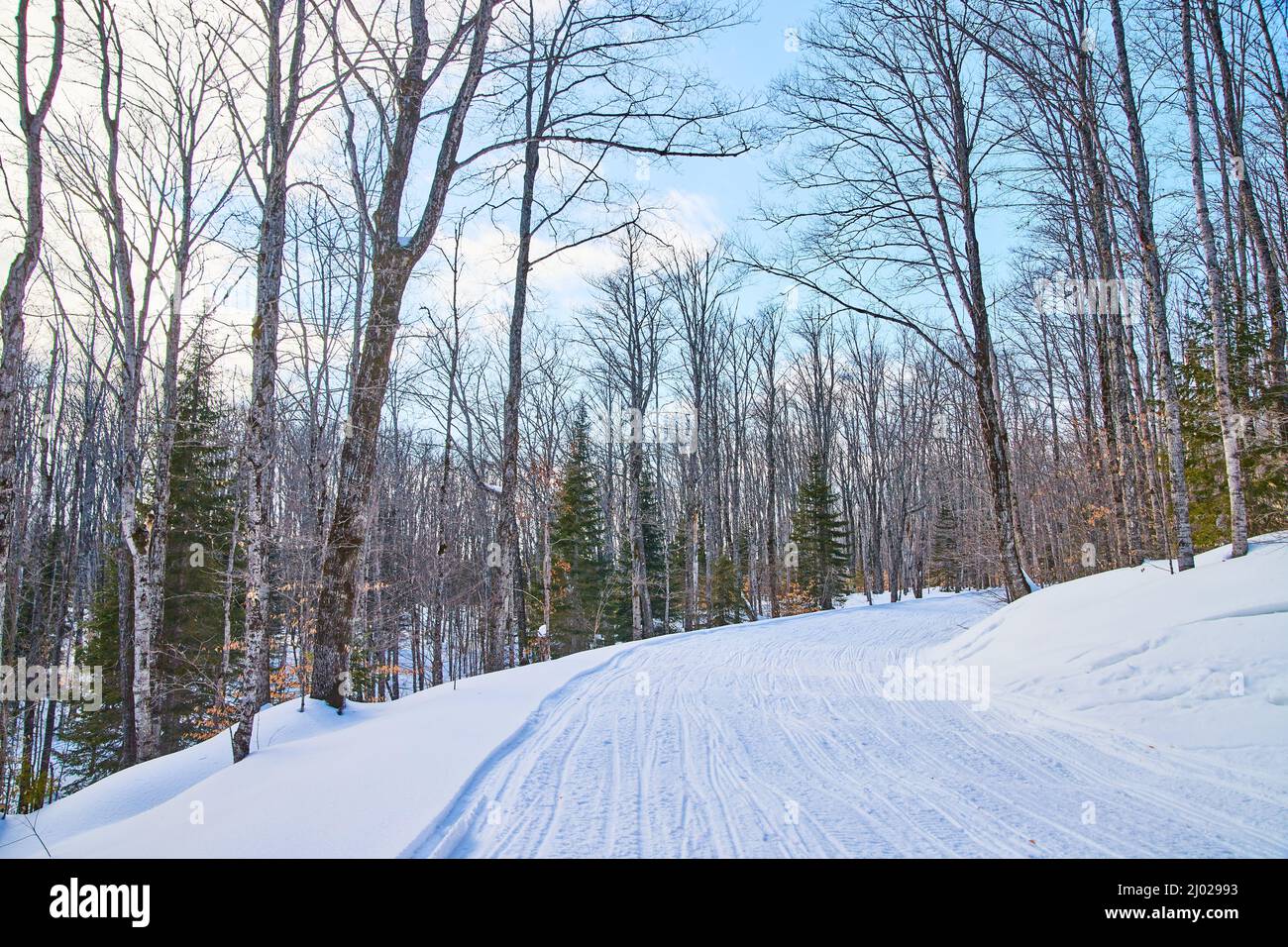 Snow-covered road in winter forest Stock Photo