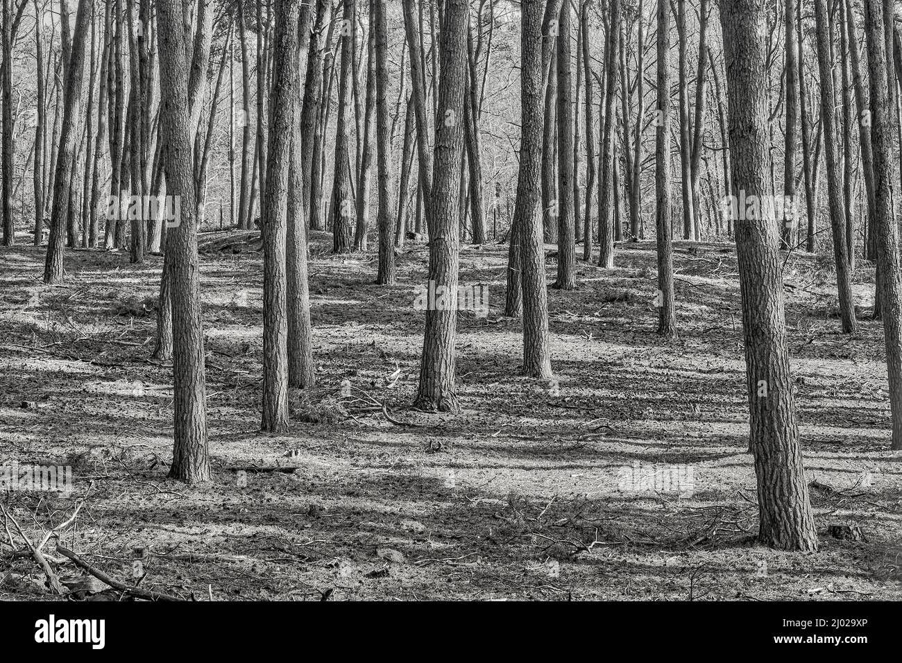 Beautiful view of the forest full with tall trees in black and white ...