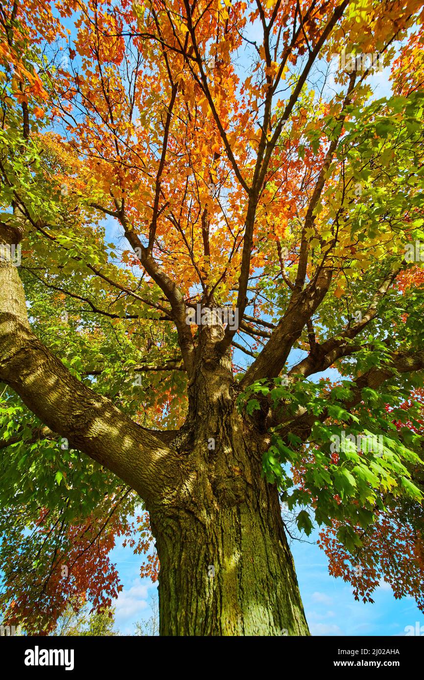 Large tree turning from summer to fall with orange leaves Stock Photo