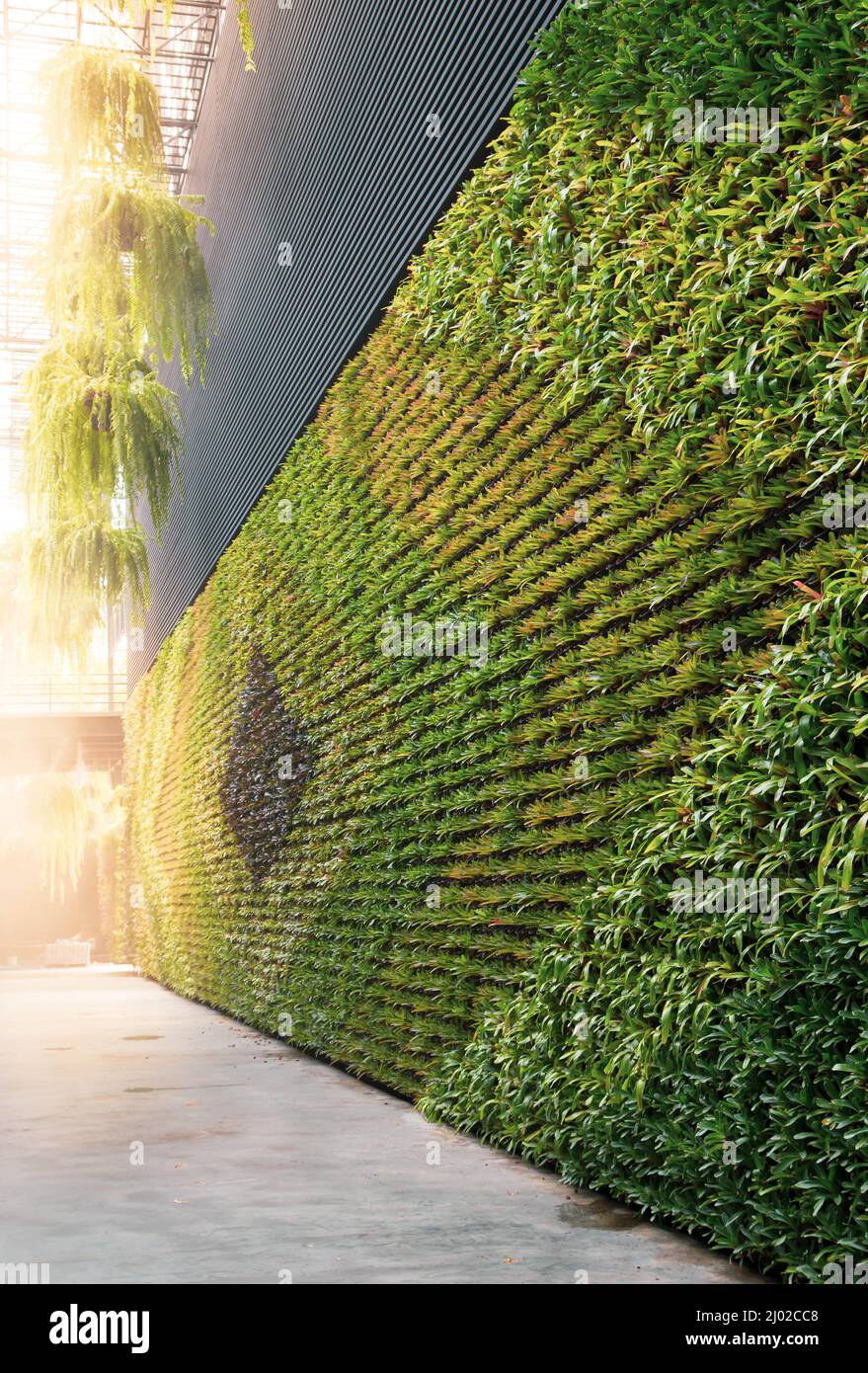 Green wall vertical garden friendly green nature eco friendly design