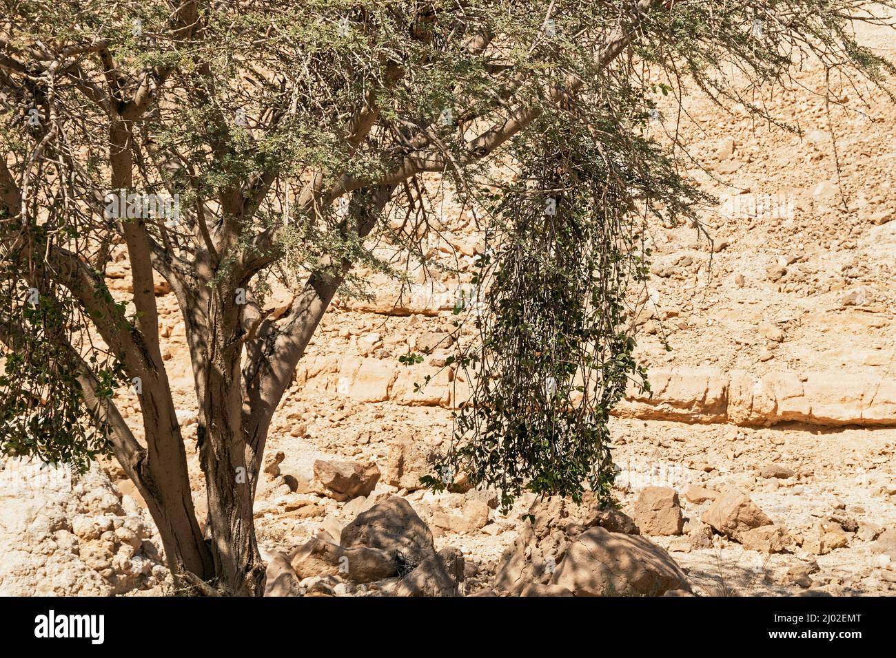 semi-parasitic acacia strap flower Plicosepalus acaciae bush hangs from the host acacia tree in the dry Nekarot stream bed in the Negev in Israel Stock Photo