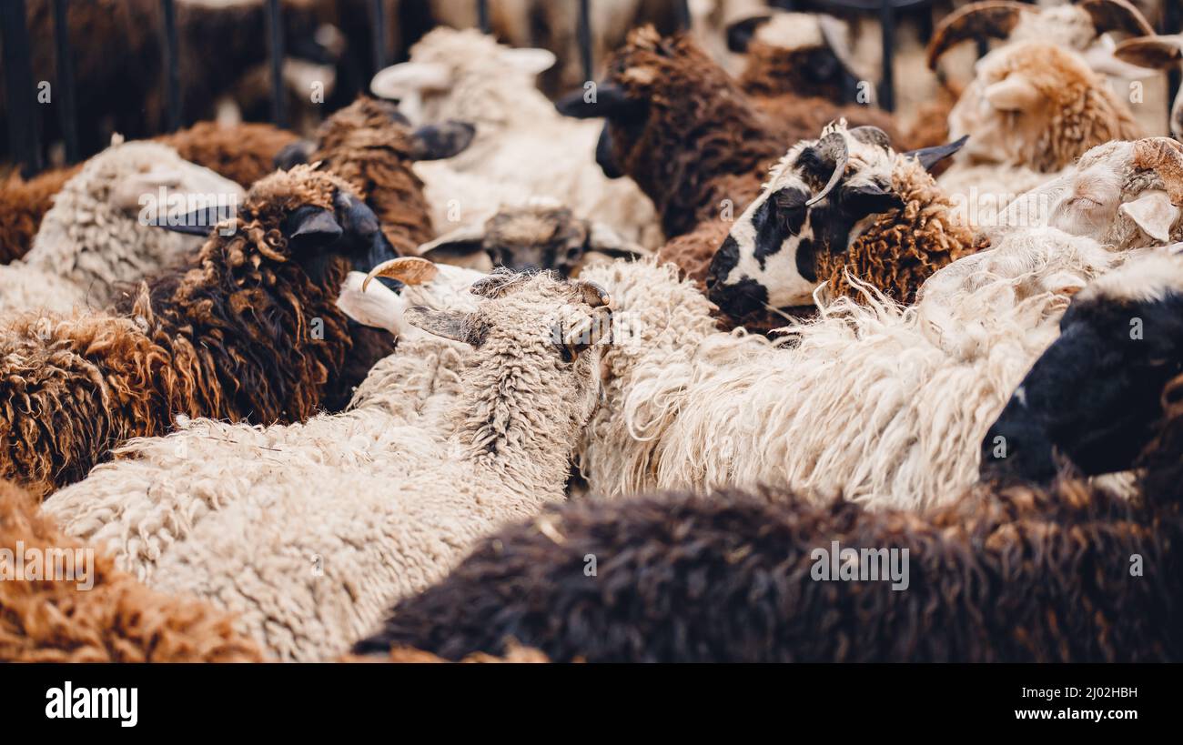 Domestic slaughtering hi-res stock photography and images - Alamy