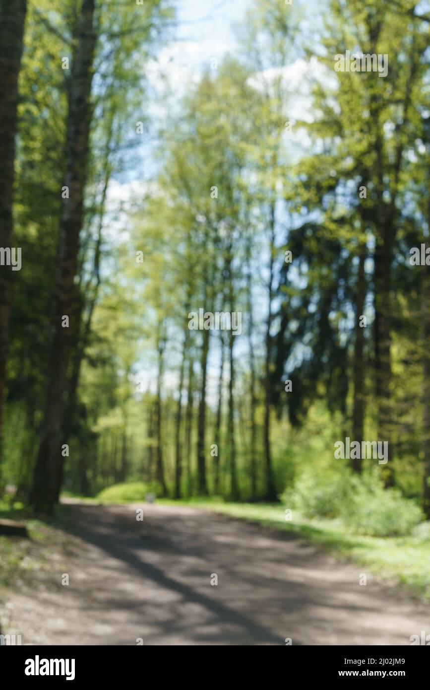 Trail through spring forest. Road path path with green trees in forest. Beautiful alley, road in