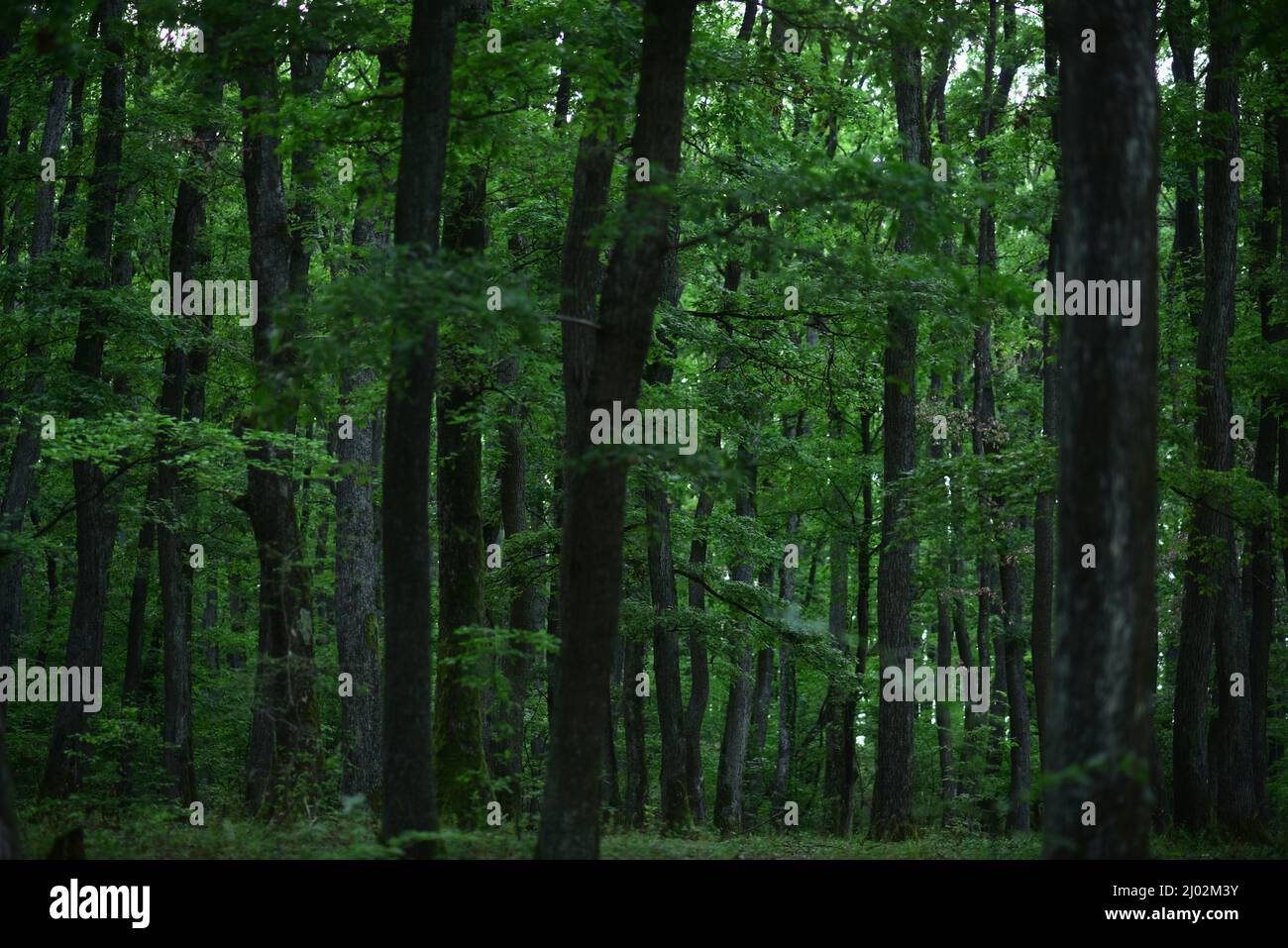 Tree forest on background. Green nature wallpaper Stock Photo - Alamy