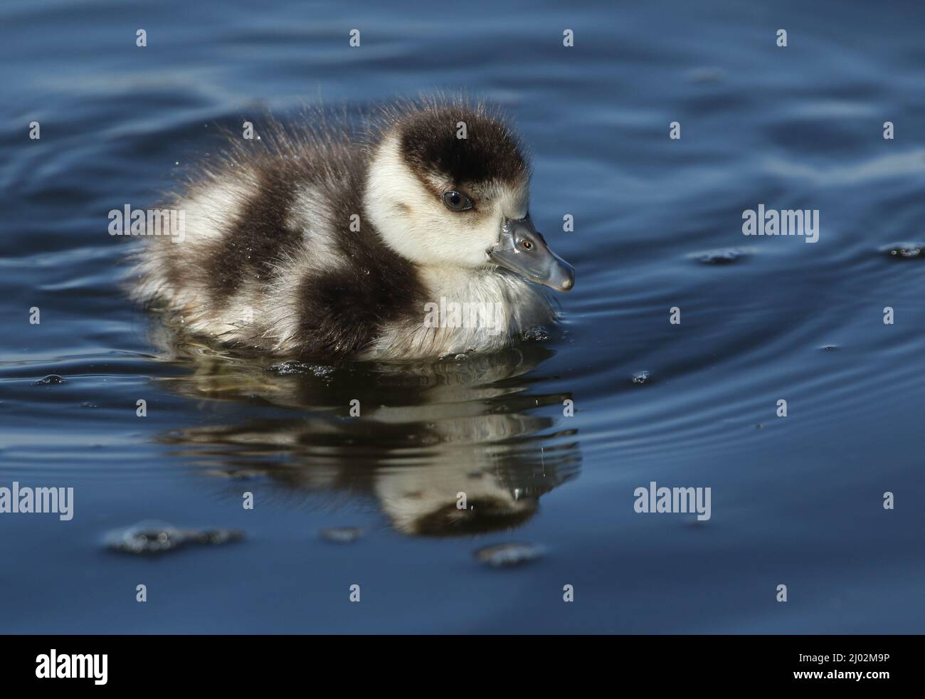 A cute Egyptian Goose, Alopochen aegyptiaca, gosling swimming on a lake in springtime. Stock Photo