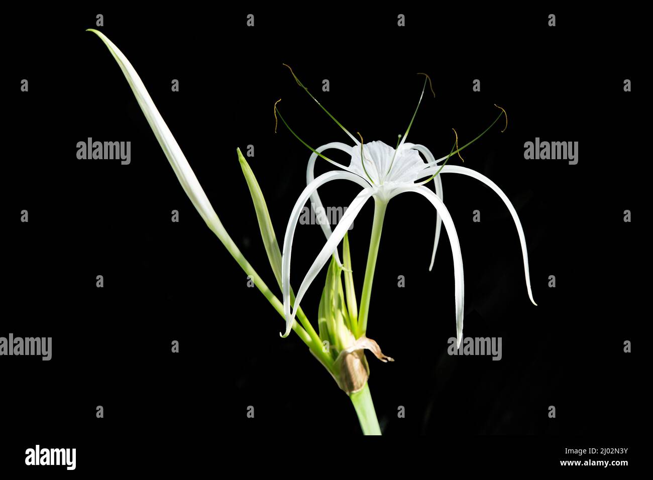 Top view of Crinum asiaticum ,Poison Lily, Giant Crinum Lily, Grand Crinum Lily, Spider Lily, focus selective Stock Photo