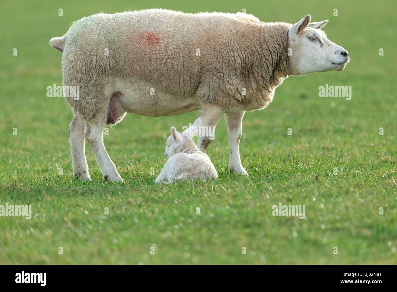 Close up of a fine Texel ewe or female sheep with her sleeping newborn lamb in early spring time.  clean green background.  Copy Space.  Horizontal. Stock Photo