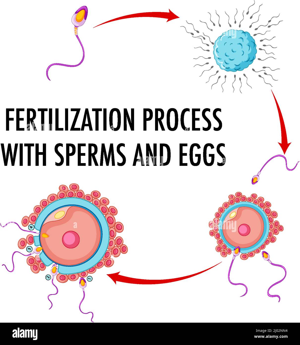 Diagram showing fertilization process illustration Stock Vector Image