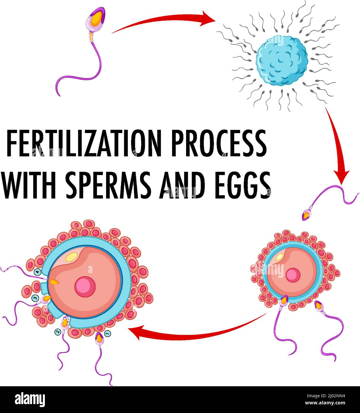 Diagram Showing Fertilization Process Illustration Stock Vector Image And Art Alamy