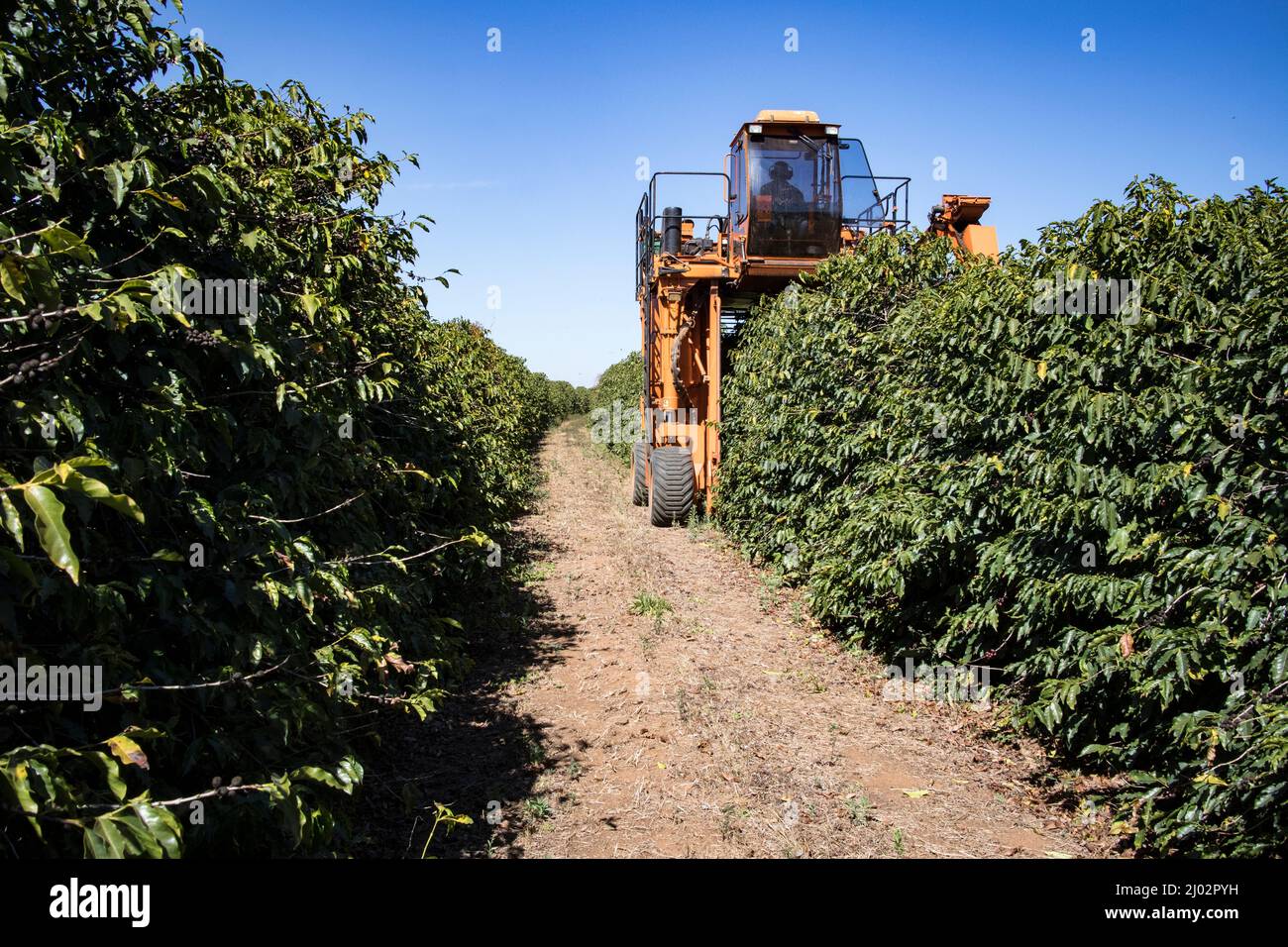 Mechanical coffee harvester, Brazil Stock Photo Alamy