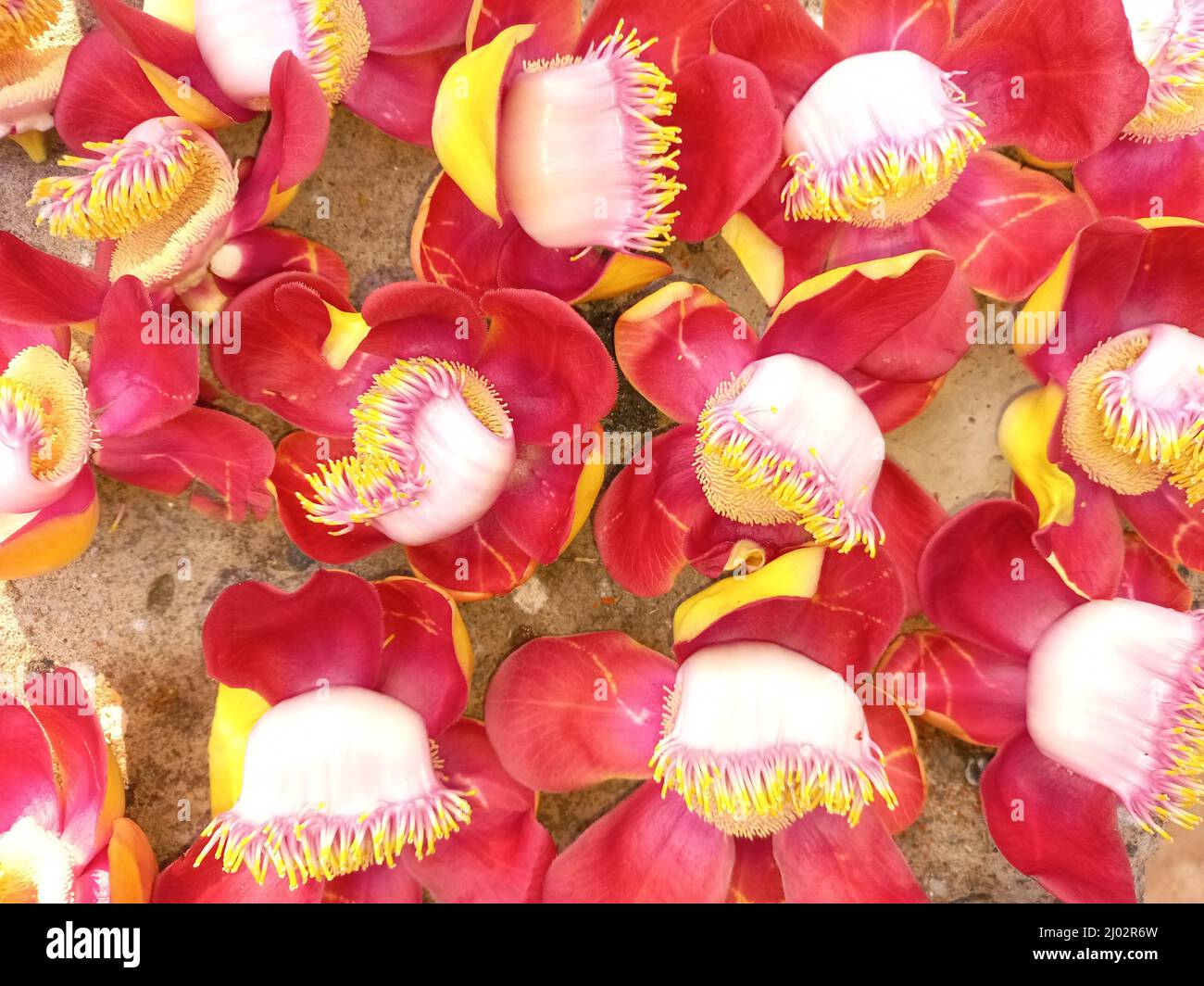 Close up of Couroupita guianensis, cannonball flower. Stock Photo