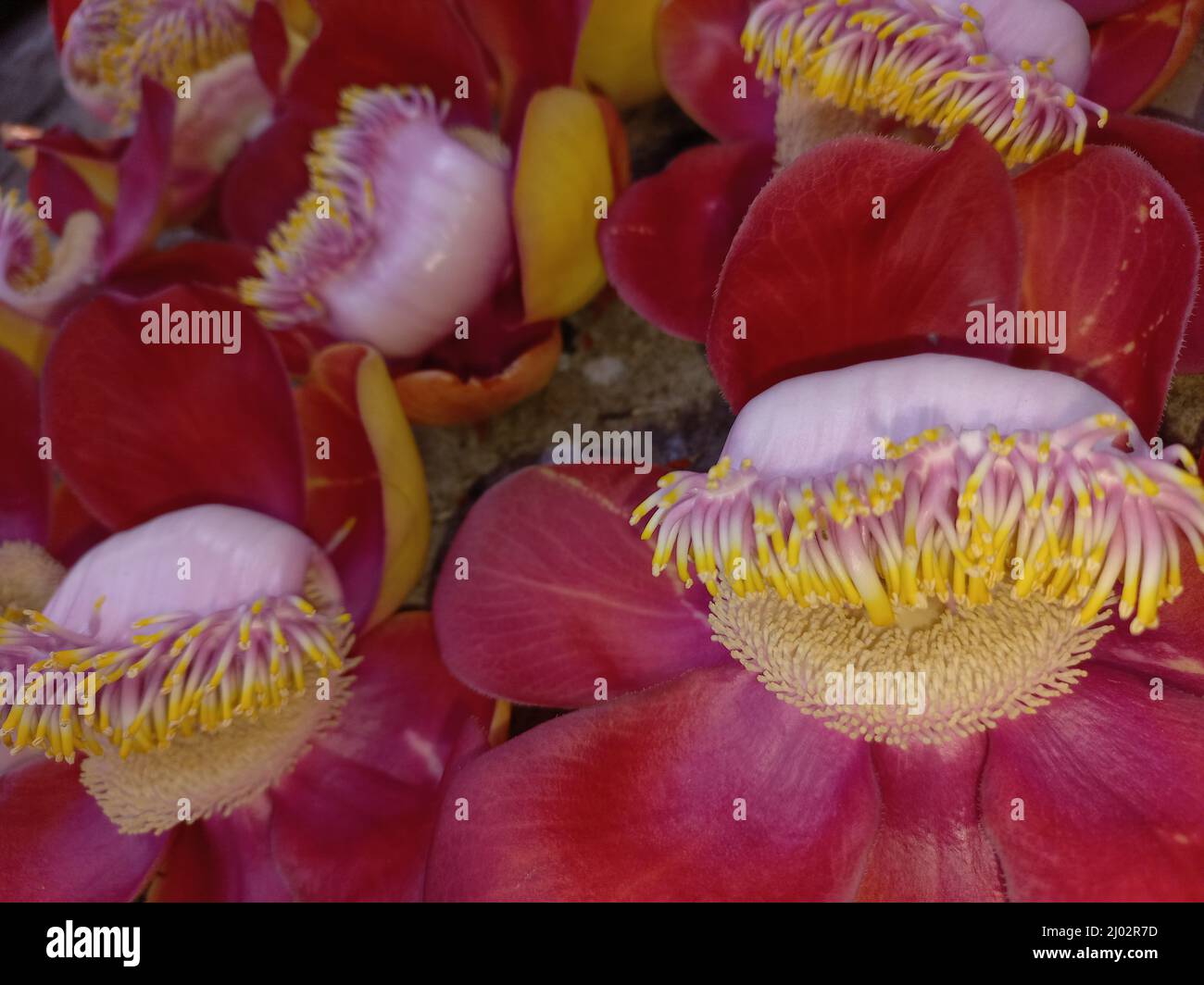 Close up of Couroupita guianensis, cannonball flower. Stock Photo