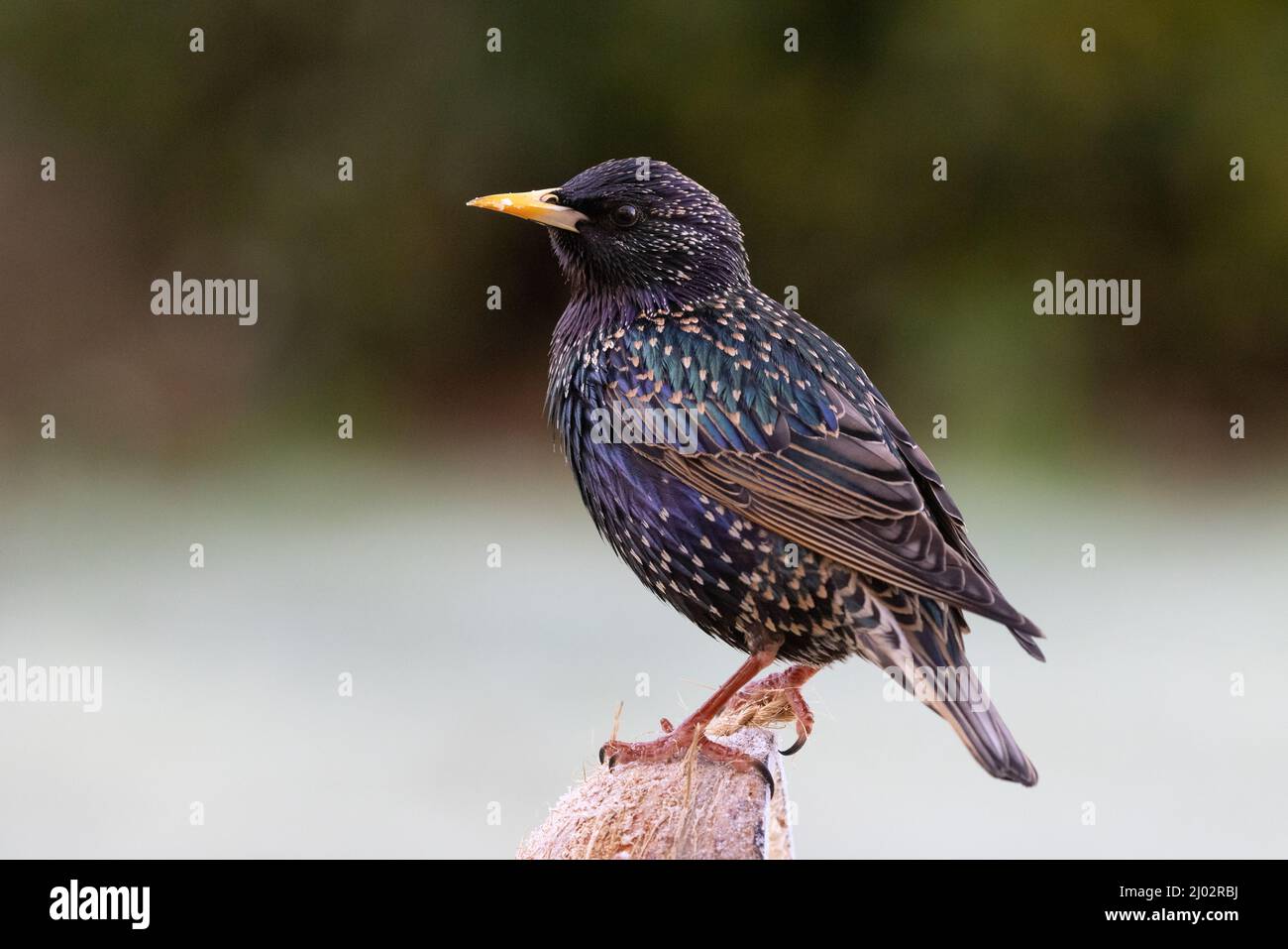 Starling [ Sturnus vulgaris ]  on fat and seed  filled coconut shell with  out of focus background Stock Photo
