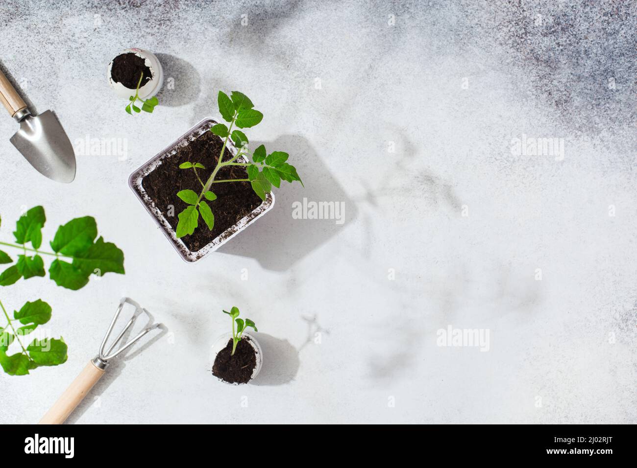 Gardening Tools and Plants on grey background. Spring Garden Works Concept Stock Photo