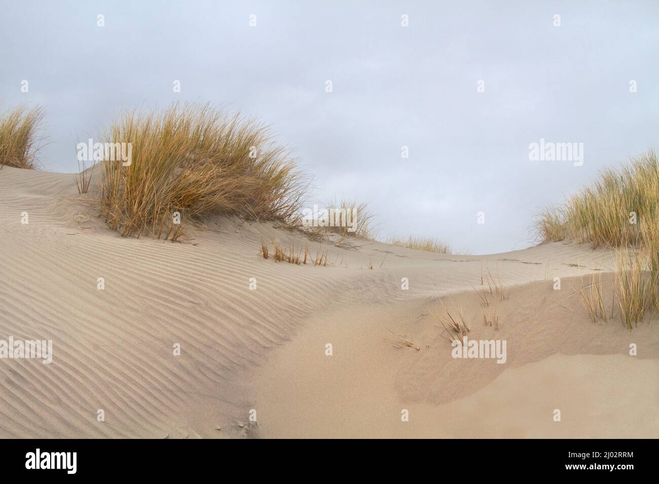 Dunes, grown with Marram grass, ripples in the sand Stock Photo