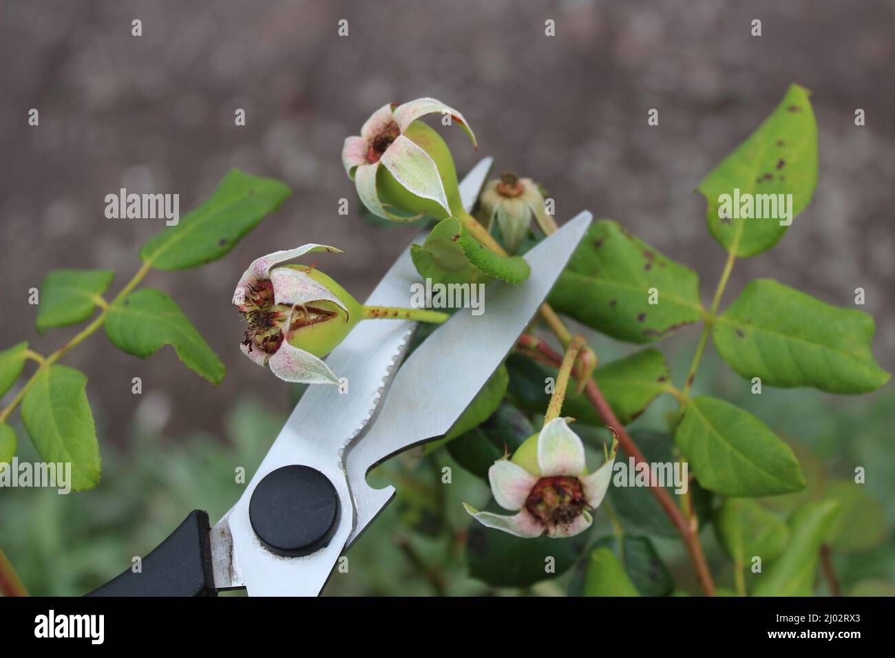 cut roses in the garden Stock Photo Alamy